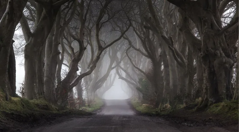 Misty morning light through the beech trees at the Dark Hedges