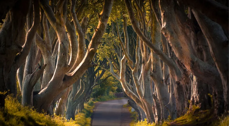 The Dark Hedges beech-tree avenue in County Antrim, made famous by Game of Thrones
